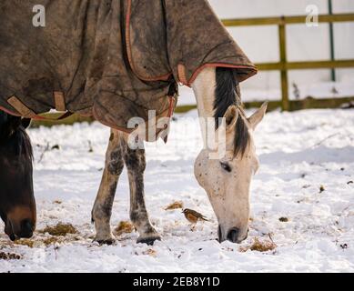 East Lothian, Écosse, Royaume-Uni, 12 février 2021. Météo au Royaume-Uni: Les chevaux se battent dans la neige d'hiver tandis qu'un oiseau de redwing (Turdus iliacus), un visiteur d'hiver dans ce pays, houblon autour en danger d'être trodden par des sabots espérant trouver quelque chose à manger Banque D'Images