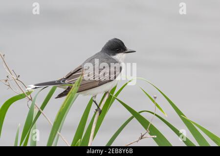 kingbird de l'est perché sur la tige de la plante Banque D'Images