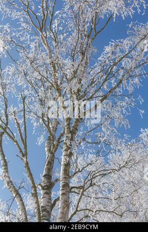 Recherche. Branches d'arbre recouvertes de cristaux de glace contre le ciel bleu Banque D'Images