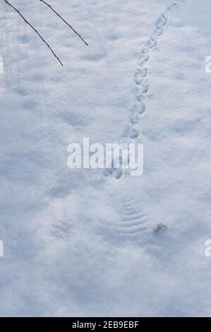 Grandes plumes primaires de pigeon de bois, Columba palumbus, les ailes laissent l'ange de neige trace une histoire derrière dans le lancement profond de la neige Banque D'Images