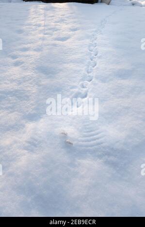 Grandes plumes primaires de pigeon de bois, Columba palumbus, les ailes laissent l'ange de neige trace une histoire derrière dans le lancement profond de la neige Banque D'Images