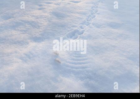 Grandes plumes primaires de pigeon de bois, Columba palumbus, les ailes laissent l'ange de neige trace une histoire derrière dans le lancement profond de la neige Banque D'Images