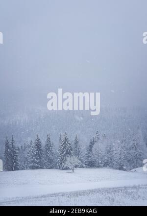 Paysage hivernal de neige dans les montagnes carpathes, photo verticale. Magnifique scène idyllique de neige avec un banc sous un arbre solitaire en face d'un conifères Banque D'Images