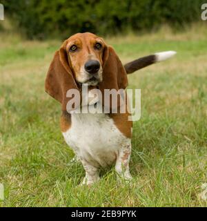 Basset Hound Dog Banque D'Images