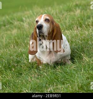 Basset Hound Dog Banque D'Images