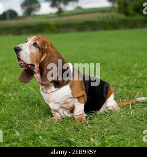 Basset Hound Dog Banque D'Images