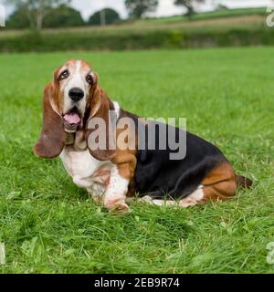 Basset Hound Dog Banque D'Images