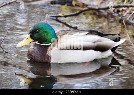 Mallard Royaume-Uni - un canard colvert mâle adulte, ou drake, Anas platyrhynchos, vu dans la vue latérale de natation, gros plan, Suffolk Royaume-Uni Banque D'Images