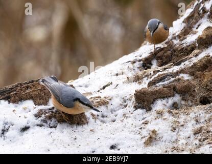 Nuthatch UK - deux nuthatches, Sitta Europaea, se nourrissant au sol en hiver, Suffolk UK; exemple d'oiseaux en hiver UK Banque D'Images