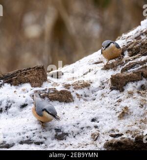 Nuthatch UK - deux nuthatches, Sitta Europaea, se nourrissant au sol en hiver, Suffolk UK; exemple d'oiseaux en hiver UK Banque D'Images