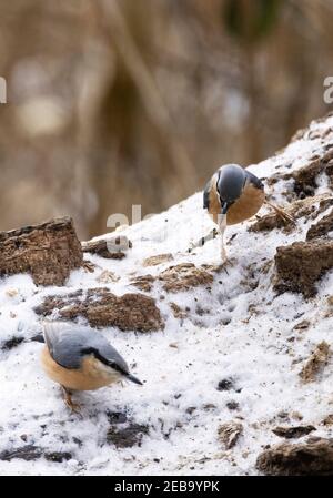 Nuthatch UK - deux nuthatches, Sitta Europaea, se nourrissant au sol en hiver, Suffolk UK; exemple d'oiseaux en hiver UK Banque D'Images