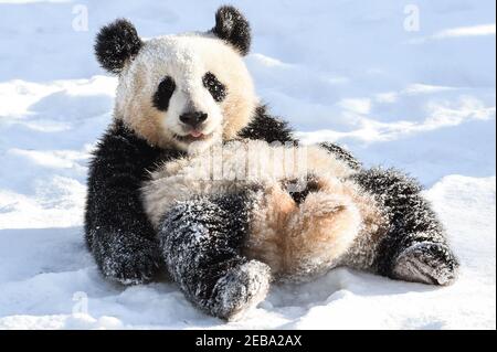 Berlin, Allemagne. 12 février 2021. Panda Paule joue dans la neige dans son enceinte au zoo de Berlin. Credit: Kira Hofmann/dpa-Zentralbild/dpa/Alay Live News Banque D'Images