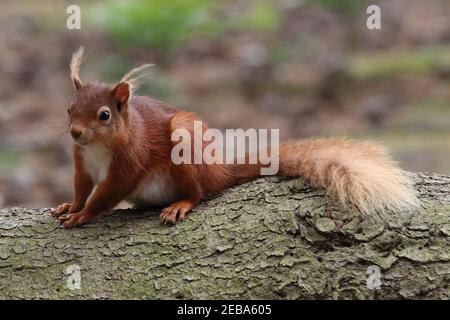 L'Écureuil roux (Sciurus vulgaris) Banque D'Images