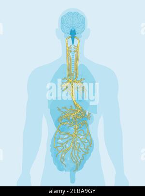 Illustration montrant le cerveau et le nerf vague (Dixième nerf crânien ou CN X) avec des organes humains Banque D'Images