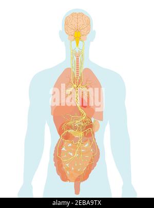 Illustration montrant le cerveau et le nerf vague (Dixième nerf crânien ou CN X) avec des organes humains Banque D'Images