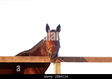 Le cheval de baie sombre se dresse derrière une clôture en bois et ressemble à l'appareil photo Banque D'Images