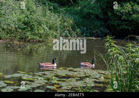 Deux Bernaches du Canada nagent parmi les nénuphars et les roseaux du lac Batchworth, réserve naturelle de Rickmansworth Aquadrome Hertfordshire, Angleterre. Banque D'Images