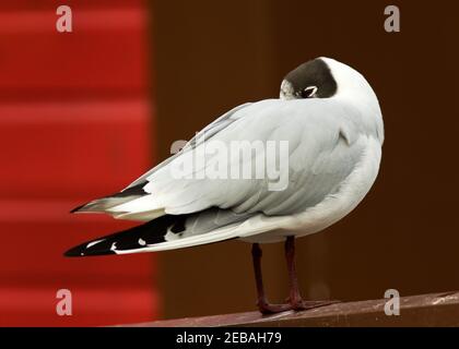 Un mouette à tête noire au repos montre la mue de la saison de reproduction qui se produit à la fin de l'hiver lorsque sa tête devient brun chocolat noir à noir. Banque D'Images