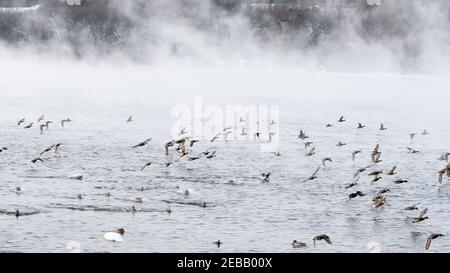 Dans la rivière Nemunas, la Lituanie possède la plus grande colonie d'oiseaux aquatiques hivernant, de cygnes, de canards et d'autres oiseaux aquatiques. Banque D'Images