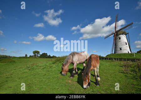 Chevaux ardennes paître dans la campagne de Schellemolen sur les rives de Damse Vaart au nord-est de Bruges en Flandre Occidentale, Belgique. Banque D'Images