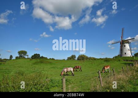 Chevaux ardennes paître dans la campagne de Schellemolen sur les rives de Damse Vaart au nord-est de Bruges en Flandre Occidentale, Belgique. Banque D'Images