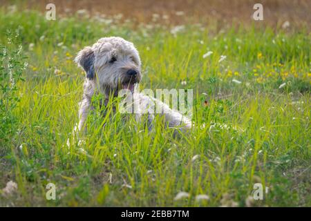 Mignon doux-enduit Wheaten Terrier assis et regardant latéralement dans l'herbe verte avec des fleurs jaunes prairie. Copier l'espace. Banque D'Images