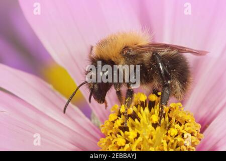 Cliché sélectif d'une abeille de carder mâle Une fleur Cosmos rose Banque D'Images