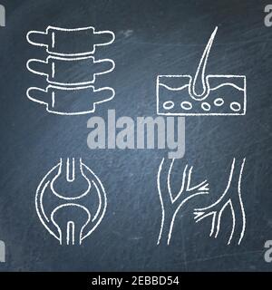 Esquisse de l'icône des organes humains définie sur le tableau noir. Collection de symboles pour les vaisseaux sanguins, l'articulation du genou, la colonne vertébrale et la peau. Illustration vectorielle. Illustration de Vecteur