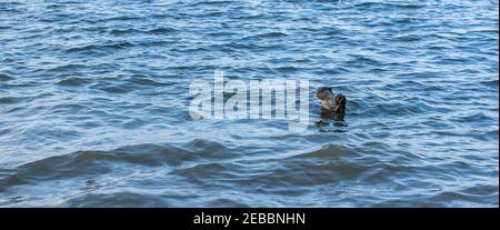 Otter à revêtement lisse (Lutrogale perspicillata). Carnivore, aquatique, mammifère. Nager dans la rivière, manger du poisson. Singapour. Banque D'Images