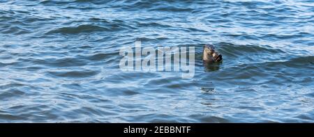 Otter à revêtement lisse (Lutrogale perspicillata). Carnivore, aquatique, mammifère. Nager dans la rivière, manger du poisson. Singapour. Banque D'Images