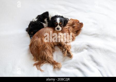 Deux chiens dormant ensemble sur une couverture blanche Banque D'Images