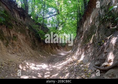 Loess ravine 'Korzeniowy Dół' dans la ville de Kazimierz Dolny, Pologne. Banque D'Images