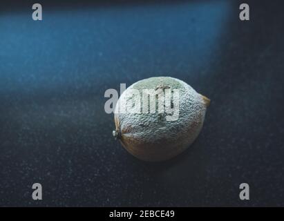 vue rapprochée de fruits solitaires au citron recouverts de blanc et moule vert sur fond sombre Banque D'Images