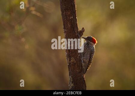 Cardinal Woodpecker, Dendropicos fuscescens, homme, fourragent sur le tronc d'arbre de Umbrella Thorn, Vachellia (Acacia) tortilis, Bela-Bela, Afrique du Sud Banque D'Images