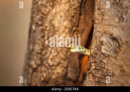 Serpent de Bush tacheté, Philothamnus semivariegatus, creux dans le tronc du Guarri commun, Euclea undulata, Bela-Bela, Afrique du Sud Banque D'Images