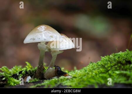 Oudemansiella mucida, communément connu sous le nom de champignon de la porcelaine, est un champignon basidiomycète de la famille des Physalacriacées, originaire d'Europe. , une intréstine Banque D'Images