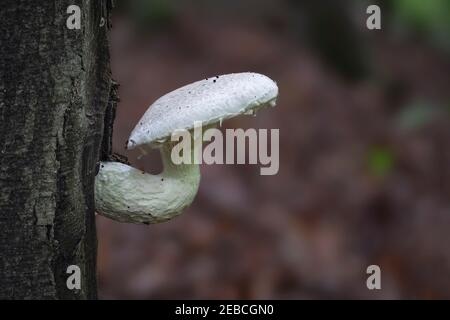 Pleurotus dryinus est une espèce de champignon de la famille des Pleurotaceae. , une photo enrarante Banque D'Images