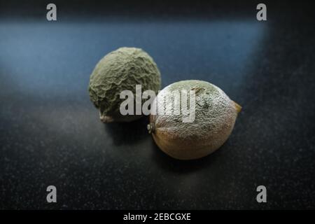 couple de citrons couverts de moisissure verte et blanche image conceptuelle d'arrière-plan sombre Banque D'Images