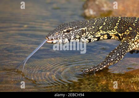 Surveillance de l'eau, Varanus niloticus, juvénile, district de Letaba, parc national Kruger, Afrique du Sud Banque D'Images