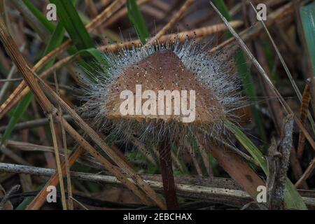 Spinellus fusiger, communément appelé moule de capot, est une espèce de champignon du Zygomycota phylum. , une photo enrarante Banque D'Images