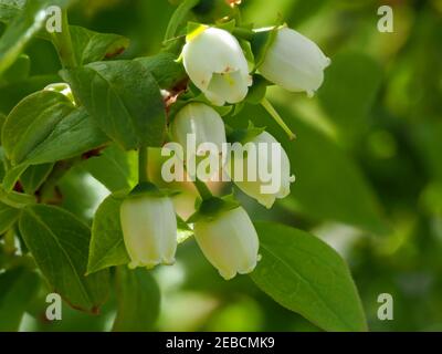 Au printemps, de jolies petites fleurs blanches et des feuilles vertes sur un brousse de bleuets, Vaccinium Banque D'Images