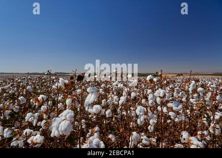 Grand champ de plantes de coton avec ciel bleu vif au-dessus dans le sud du Brésil. Plantes cultivées en monoculture sur une ferme agricole pour la récolte du coton Banque D'Images
