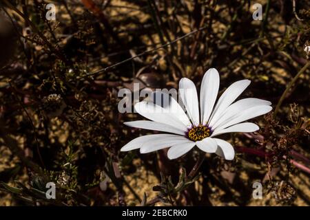 Une seule Marguerite africaine blanche, Osteospermum Pinnatum, juste à l'extérieur de Klawer, dans le Cap occidental, en Afrique du Sud Banque D'Images