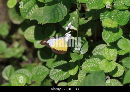 Papillon d'albatros au chocolat, Appias lyncida vasava Banque D'Images