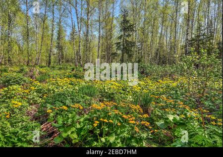 Glade aux fleurs sauvages jaunes de marais marigold, kingcup (Maltha palustris) dans la forêt de bouleau de printemps. Paysage du début du printemps à la journée ensoleillée, Siber Banque D'Images