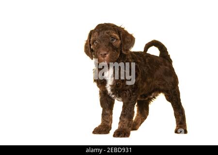 Mignon brun labradoodle chiot debout isolé sur un fond blanc regardant l'appareil photo, avec espace pour la copie Banque D'Images