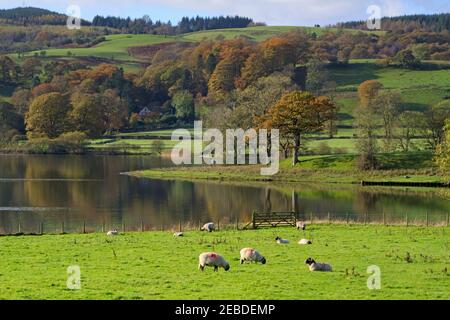 Les moutons de Herdwick se broutent dans les champs en automne à côté de Coniston Water, Cumbria, Royaume-Uni Banque D'Images