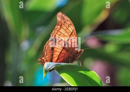 Cruiser Butterfly, Vidula dejone erotella, homme Banque D'Images