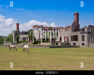 Des chevaux sauvages se pressent près des ruines de Dungeness Mansion, Île Cumberland, Géorgie. Le manoir a été construit dans les années 1880 par la famille Carnegie. Banque D'Images