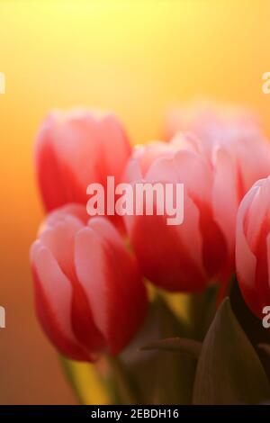 Bouquet de tulipes. Mise au point douce. Tulipes rouges fleurs sur un fond orange vif flou. Bouquet de fleurs Banque D'Images